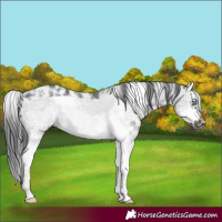Horse Color:Black Sabino Splash Frame