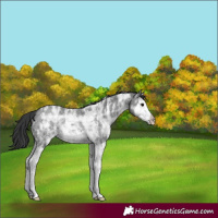 Horse Color:Black Ice Sabino Splash Rabicano 