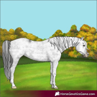 Horse Color:White Spotted Black Ice Splash Frame Rabicano 