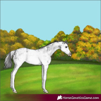 Horse Color:Black Ice Sabino Splash Frame 