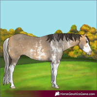 Horse Color:Buckskin Sabino Splash