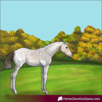 Horse Color:White Spotted Buckskin Splash Frame