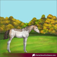 Horse Color:Buckskin Sabino Splash Frame 
