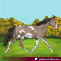 Horse Color:Classic Champagne Tobiano Frame Rabicano 