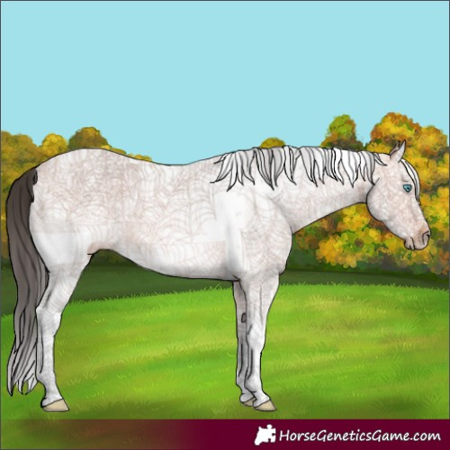Horse Color:White Spotted Bay Splash Tobiano Rabicano 