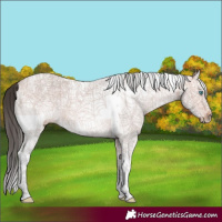 Horse Color:White Spotted Bay Splash Tobiano Rabicano 