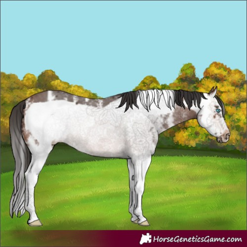 Horse Color:Brown Sabino Splash Frame