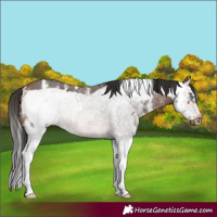 Horse Color:Brown Sabino Splash Frame 