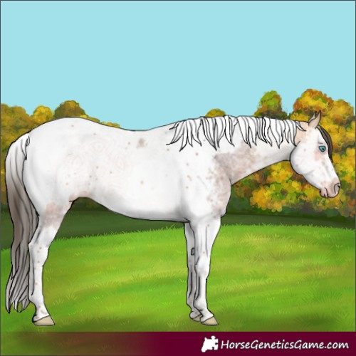 Horse Color:Buckskin Ice Sabino Splash Tobiano Frame