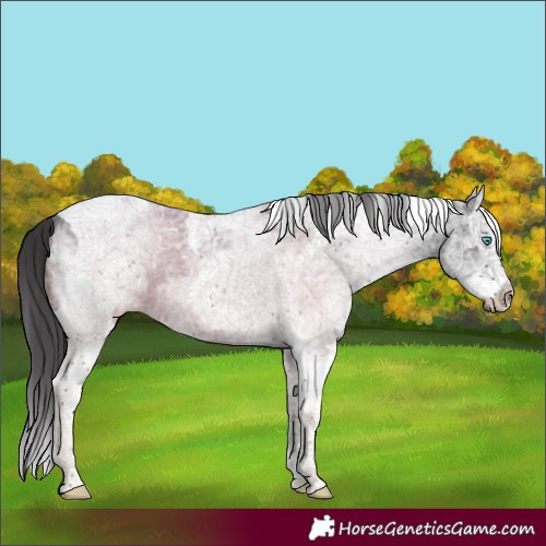 Horse Color:White Spotted Smoky Black Ice Splash Tobiano 