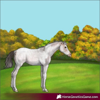 Horse Color:White Spotted Bay Ice Splash Tobiano Frame