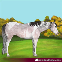 Horse Color:Brown Ice Sabino Splash Tobiano