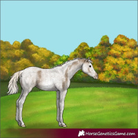 Horse Color:White Spotted Silver Smoky Black Splash Tobiano 