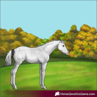 Horse Color:White Spotted Black Ice Splash Tobiano