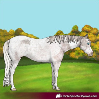 Horse Color:Silver Black Ice Sabino Splash Tobiano Frame 