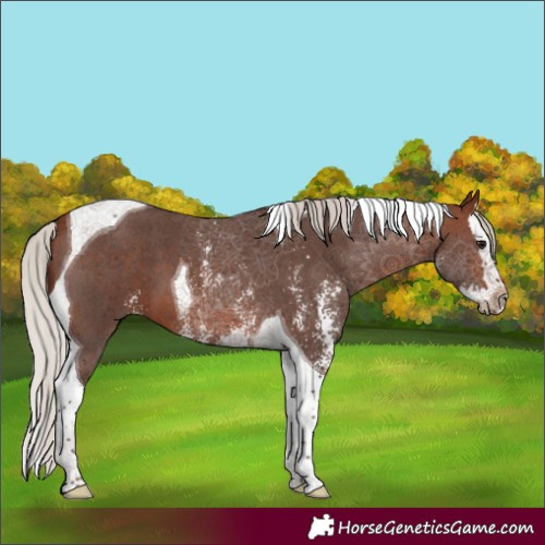 Horse Color:Silver Brown Sabino Splash Tobiano 