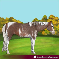 Horse Color:Silver Brown Sabino Splash Tobiano