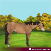 Horse Color:Gray Amber Champagne