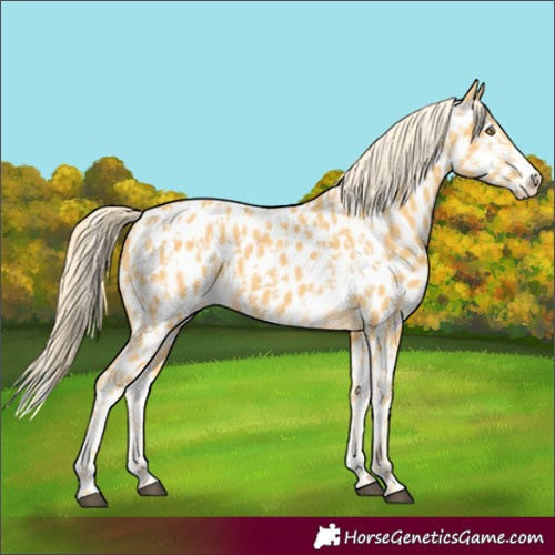 Horse Color:Palomino Appaloosa and Palomino Splash Appaloosa