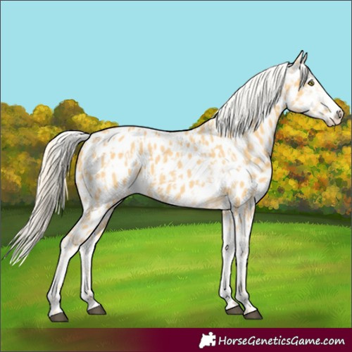 Horse Color:Palomino Near Leopard  and Palomino Splash Near Leopard 