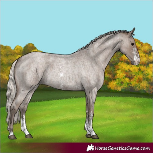 Horse Color:Silver Blue Roan Sabino