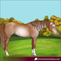Horse Color:Gray Gold Champagne 