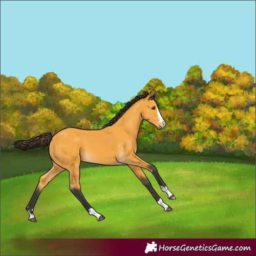 Horse Color:Buckskin 