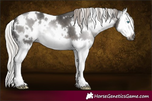Horse Color:Gray White Spotted Silver Black Splash