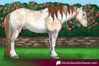 Horse Color:Gray White Spotted Red Onyx Ice Pearl Appaloosa