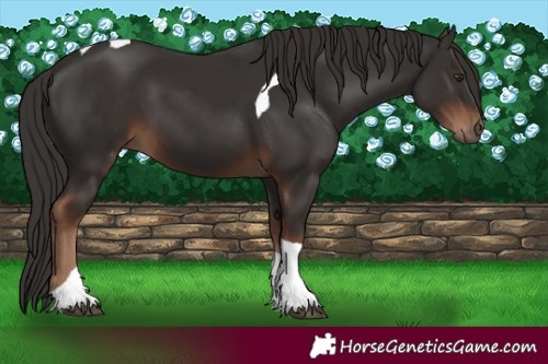 Horse Color:Liver Chestnut Tobiano