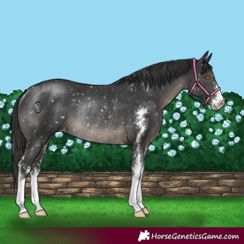 Horse Color:Black Sabino Appaloosa Rabicano 