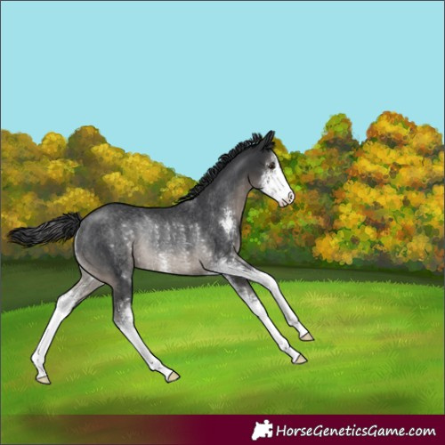 Horse Color:Black Sabino Appaloosa Rabicano 