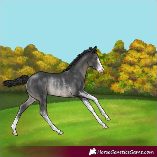 Horse Color:Black Sabino Appaloosa Rabicano 