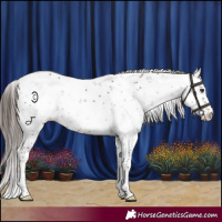 Horse Color:Liver Chestnut Sabino Appaloosa Rabicano 