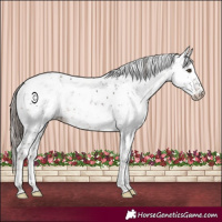 Horse Color:Liver Chestnut Sabino Appaloosa Rabicano 