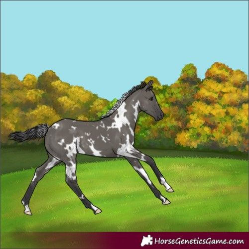 Horse Color:White Spotted Grullo 