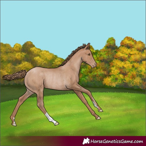 Horse Color:Black Pearl Rabicano 