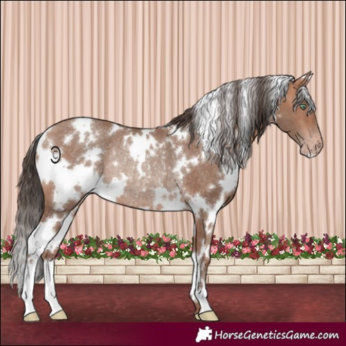 Horse Color:White Spotted Sable Champagne Rabicano 