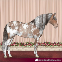Horse Color:White Spotted Sable Champagne Rabicano 