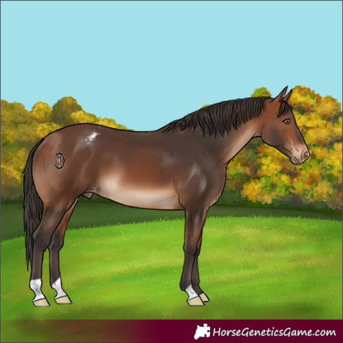 Horse Color:Bay Appaloosa 