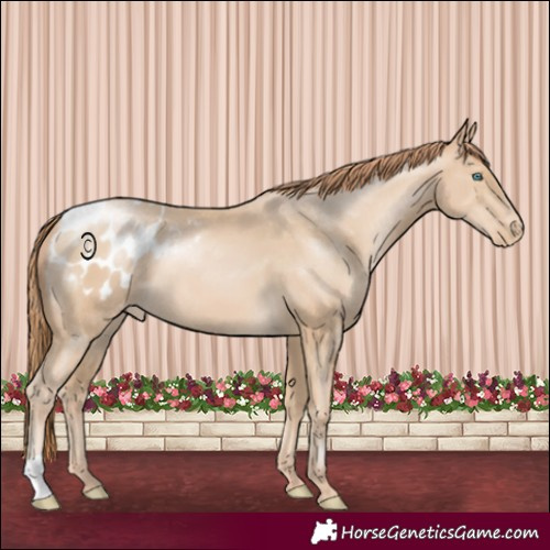 Horse Color:Smoky Black Pearl Appaloosa 