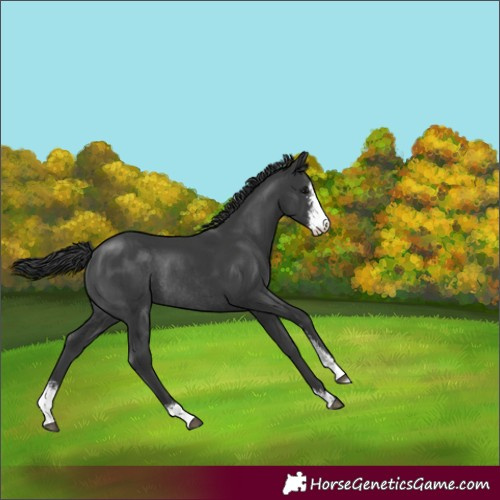 Horse Color:Black Sabino Rabicano 