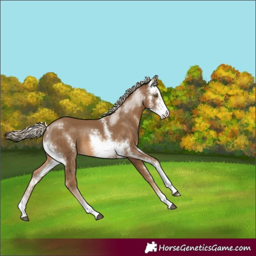 Horse Color:Chocolate Palomino Sabino 