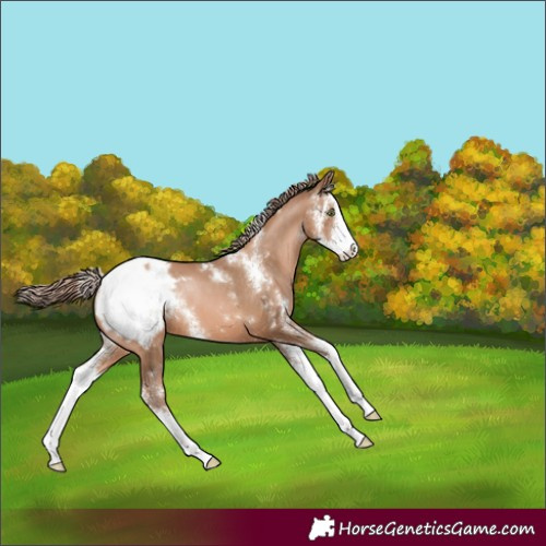 Horse Color:Liver Chestnut Pearl Sabino Snowcap 