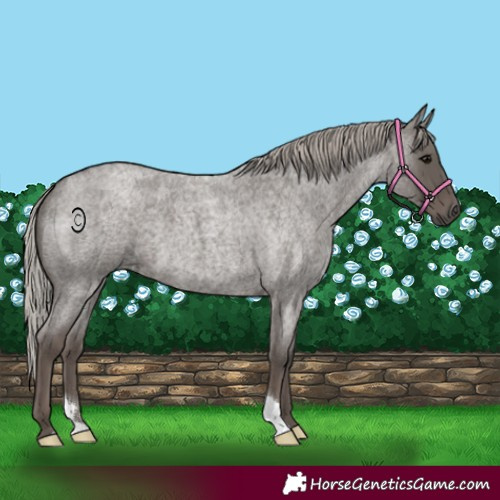 Horse Color:Silver Blue Roan 
