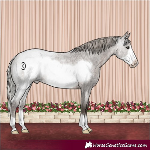 Horse Color:Silver Blue Roan Frame