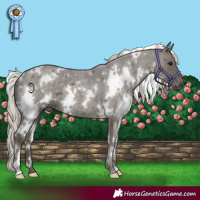 Horse Color:White Spotted Silver Blue Roan 