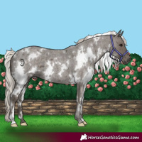 Horse Color:White Spotted Silver Blue Roan 