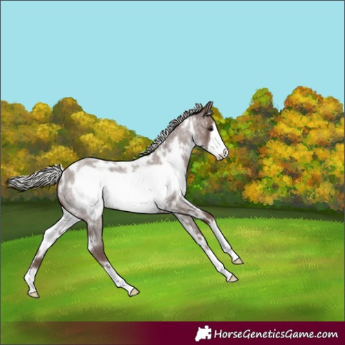 Horse Color:White Spotted Silver Blue Roan Frame 