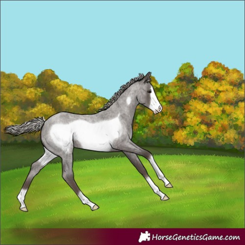 Horse Color:Silver Blue Roan Frame 